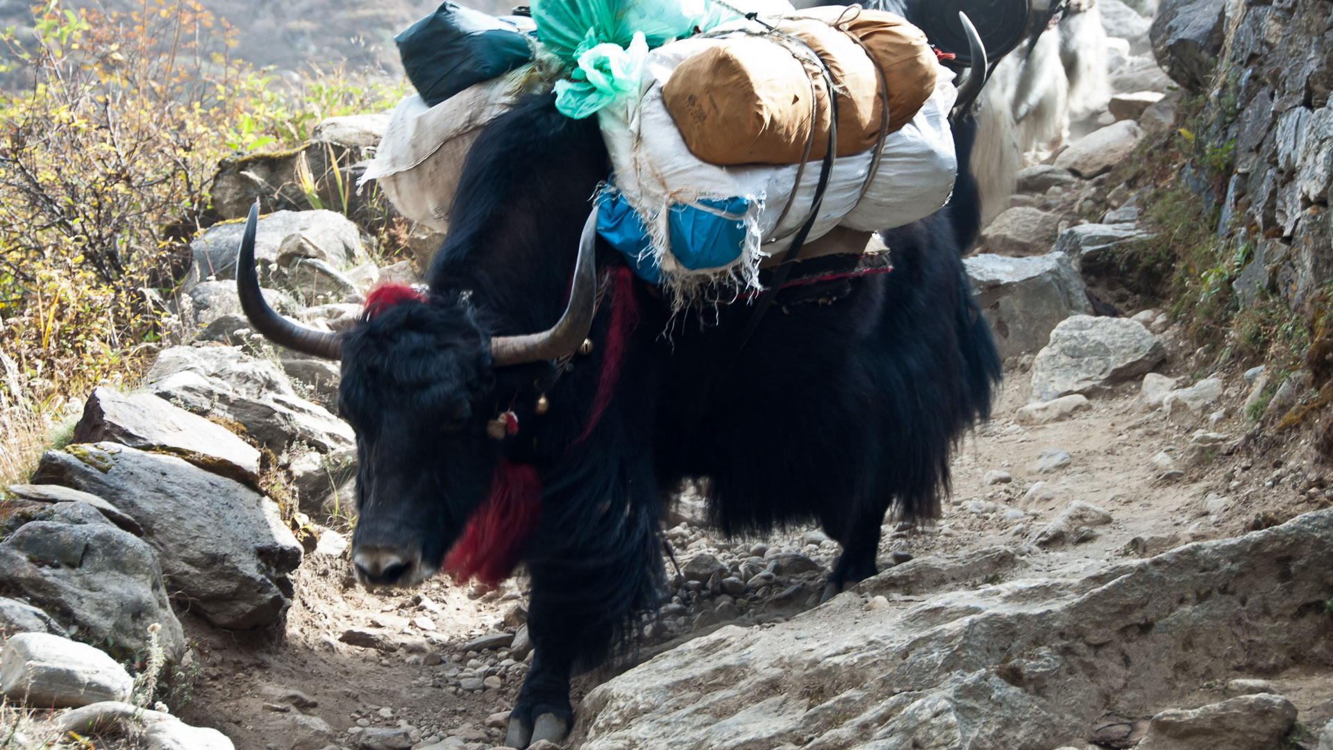 JDS111020nepal2011_00105_v1.jpg